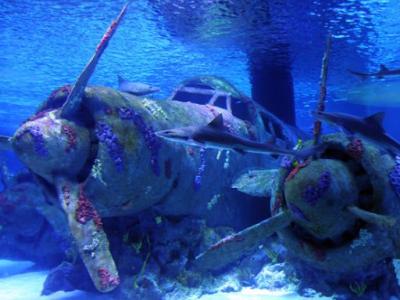 Antalya Aquarium Tour