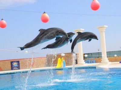 Dolphin Show & Swim – An Unforgettable Experience!