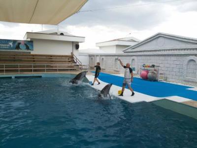 Dolphin Show & Swim – An Unforgettable Experience!