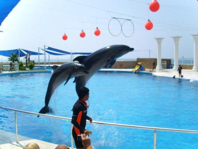 Dolphin Show & Swim – An Unforgettable Experience!