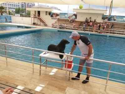 Dolphin Show & Swim – An Unforgettable Experience!