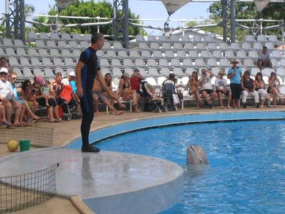 Dolphin Show & Swim – An Unforgettable Experience!