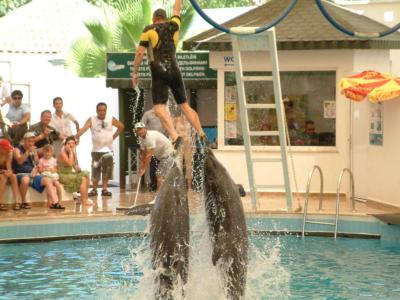Dolphin Show & Swim – An Unforgettable Experience!