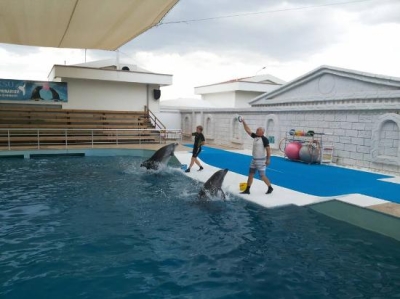 Dolphin Show & Swim – An Unforgettable Experience!